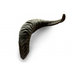 Corne de mouton - Taille M